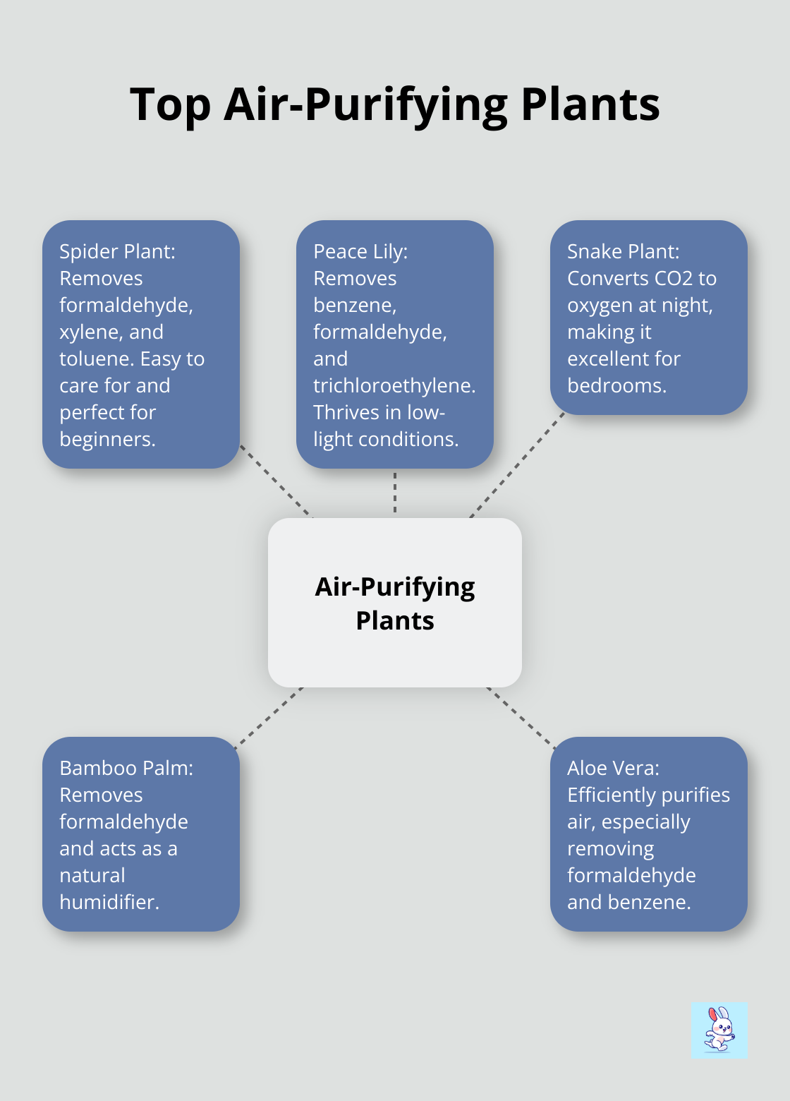A hub and spoke chart showing five top air-purifying plants: Spider Plant, Peace Lily, Snake Plant, Bamboo Palm, and Aloe Vera. - indoor plants benefits